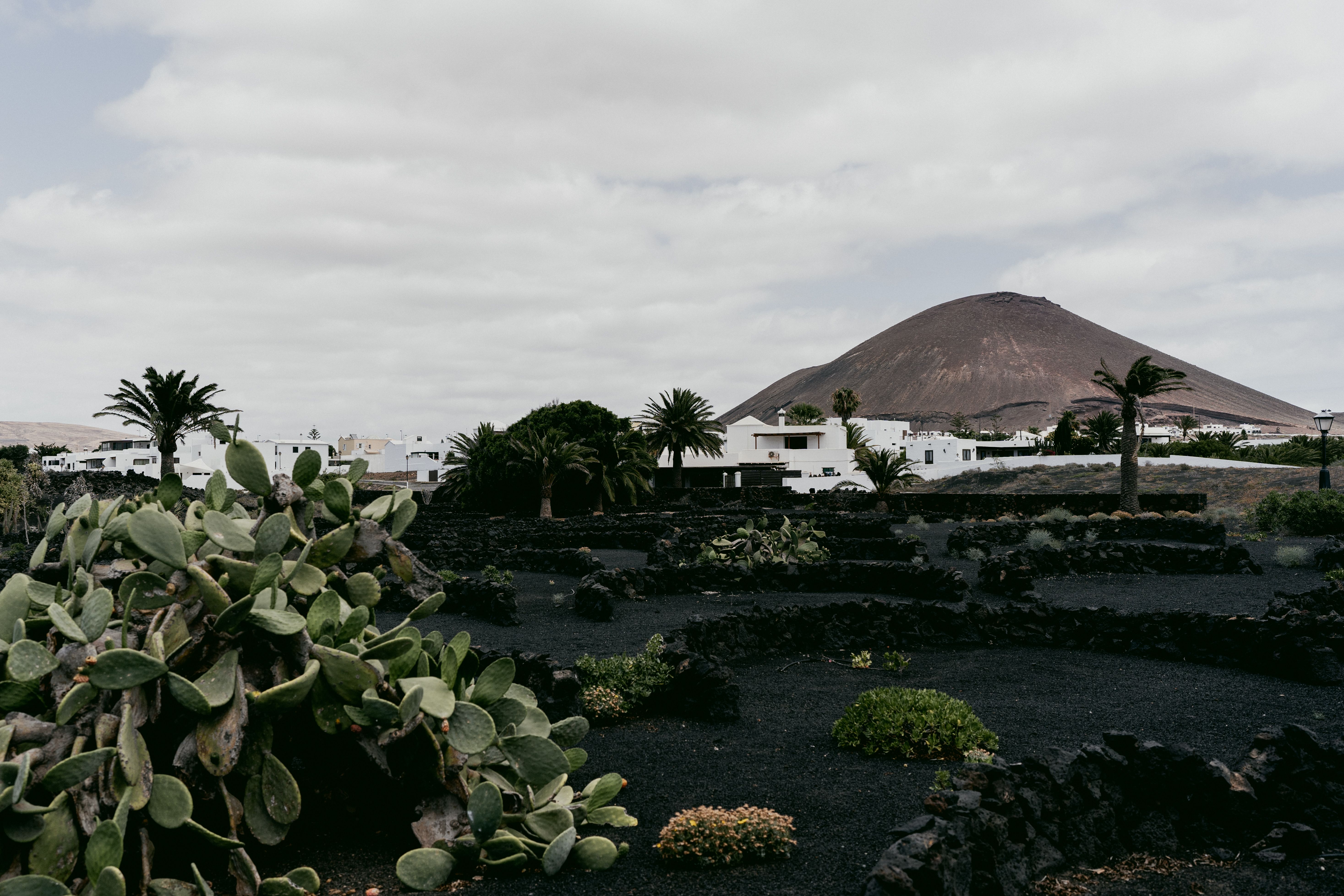 Paisaje volcánico con cactus y casas blancas, inspiración para Casa Volcán
